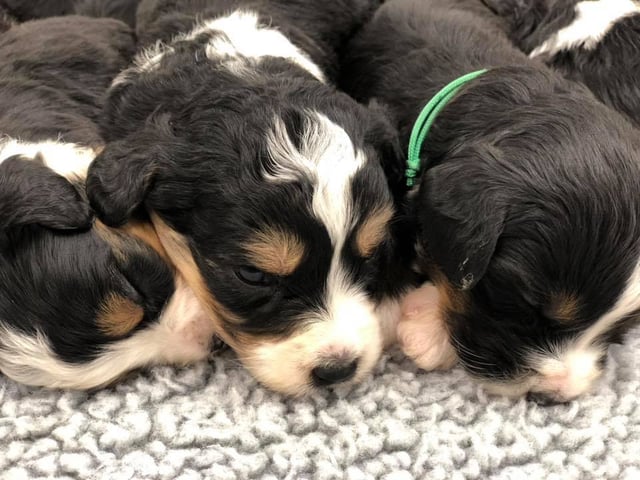 Bernedoodles bred in in Iowa by Poodles 2 Doodles