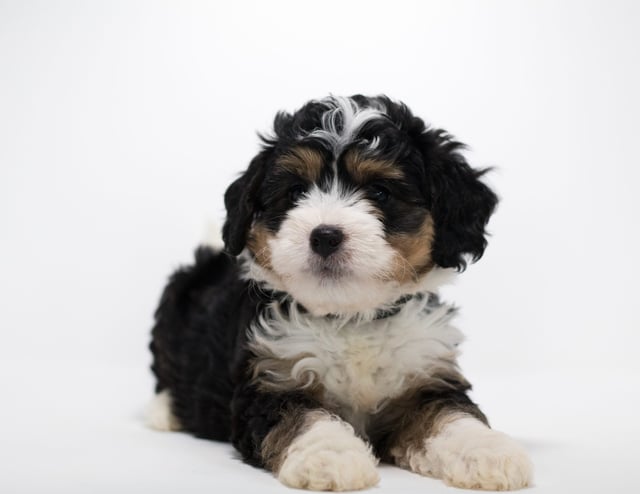A picture of a Fraya, a gorgeous Mini Bernedoodles for sale