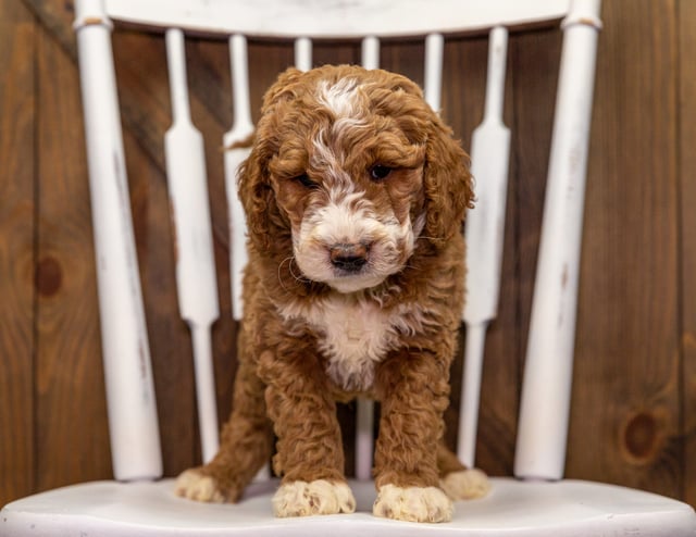 A picture of a Zipper, one of our Mini Goldendoodles puppies that went to their home in California