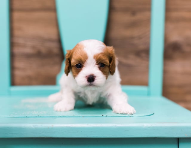 Fargo is an F1 Cavapoo that should have  and is currently living in Minnesota