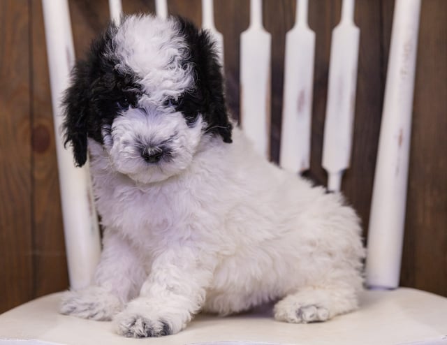 Pebbles is an F1B Sheepadoodle that should have  and is currently living in Florida