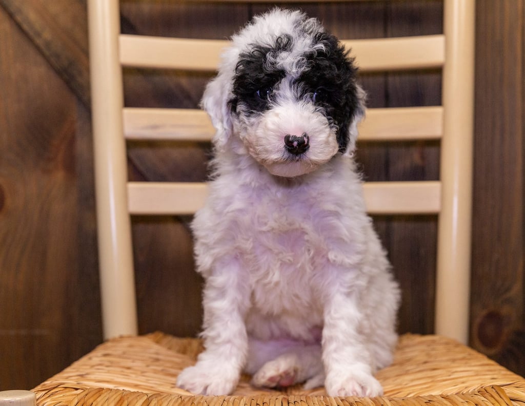 Willow is an F1B Sheepadoodle.