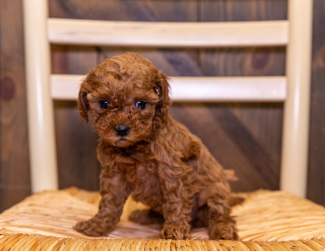 Ellie is an F1B Cavapoo that should have  and is currently living in Iowa