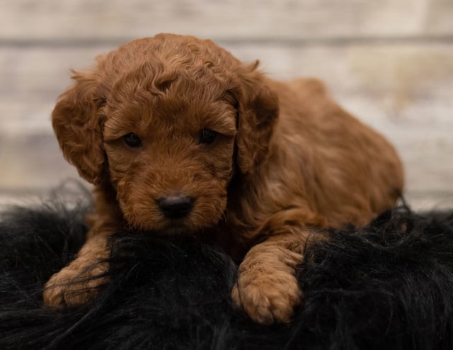 Hess came from Hess and Griffin's litter of F1 Goldendoodles