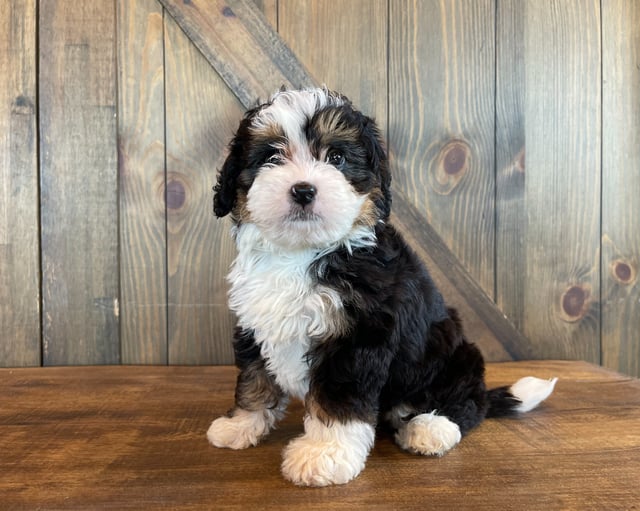 Apollo is an F1 Bernedoodle that should have  and is currently living in Nebraska