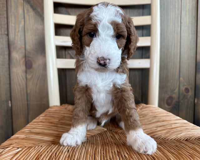 A picture of a Floyd, a gorgeous  Goldendoodles for sale