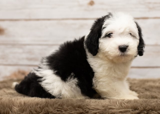 A picture of a Leti, one of our Mini Sheepadoodles puppies that went to their home in North Dakota