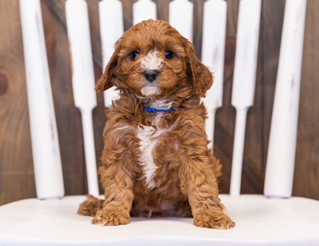 Nathan came from Daisy and Reggie's litter of F1 Cavapoos