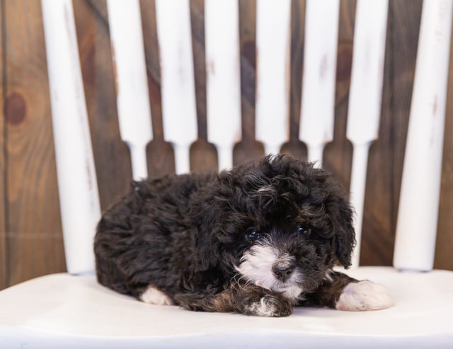 A picture of a Quiggly, one of our  Bernedoodles puppies that went to their home in New Jersey