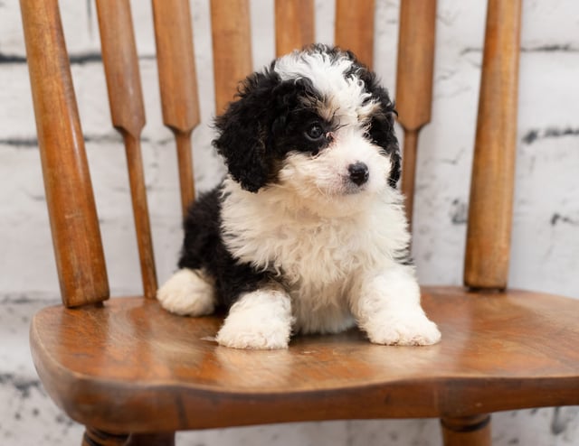 Pello is an F1 Bernedoodle for sale in Iowa.