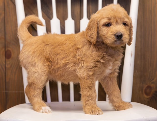 A picture of a Sammy, one of our Standard Goldendoodles puppies that went to their home in Kansas
