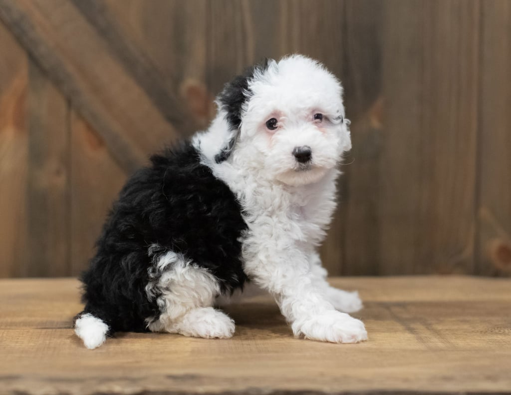 Rosie is an F1B Sheepadoodle that should have  and is currently living in North Carolina