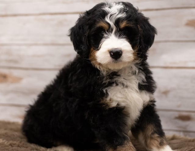 A picture of a Ian, one of our Standard Bernedoodles puppies that went to their home in Wisconsin