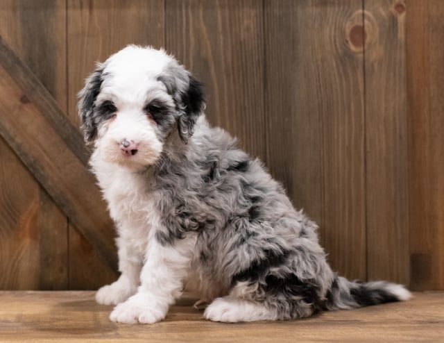 A picture of a Zues, one of our Standard Sheepadoodles puppies that went to their home in Oregon