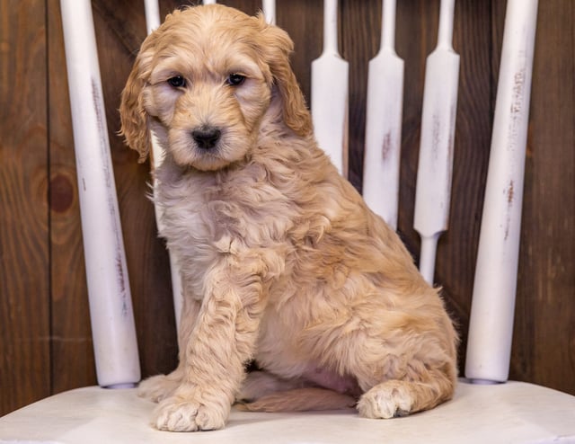 Tina is an F1B Goldendoodle that should have  and is currently living in Florida