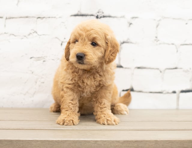 A picture of a Yankor, one of our Mini Goldendoodles puppies that went to their home in Maryland