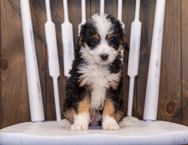 Igloo came from Willow and Stanley's litter of F1 Bernedoodles