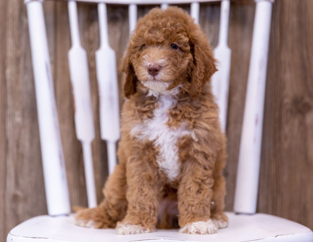 A picture of a Griffin, one of our Mini Poodles puppies that went to their home in Wisconsin