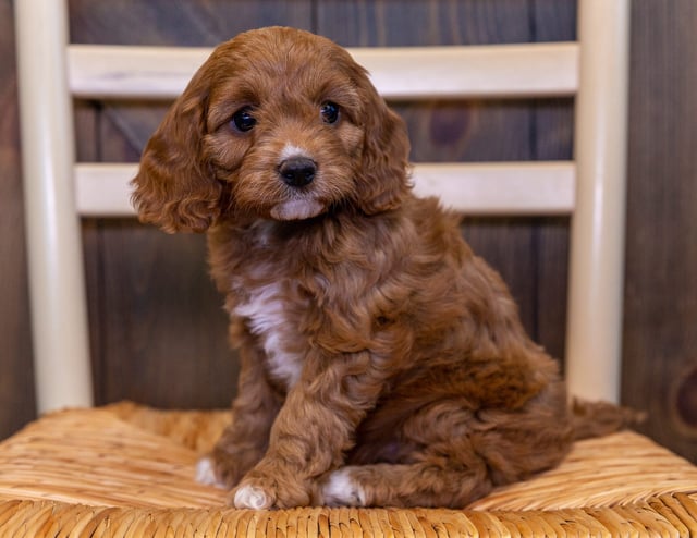 Unni is an F1 Cavapoo that should have  and is currently living in Minnesota