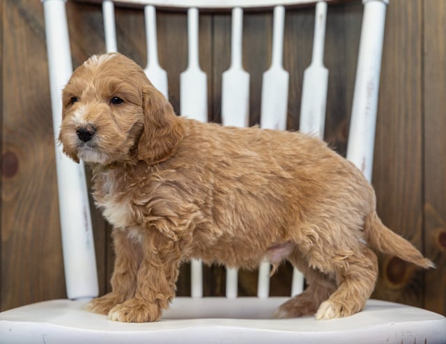Buddy came from KC and Rugar's litter of F1 Goldendoodles