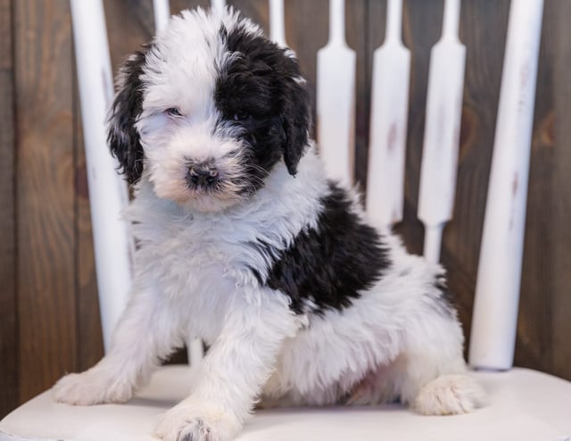 Unity is an F1 Sheepadoodle that should have  and is currently living in Iowa
