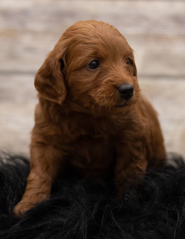 Holly came from Holly and Griffin's litter of F1 Goldendoodles