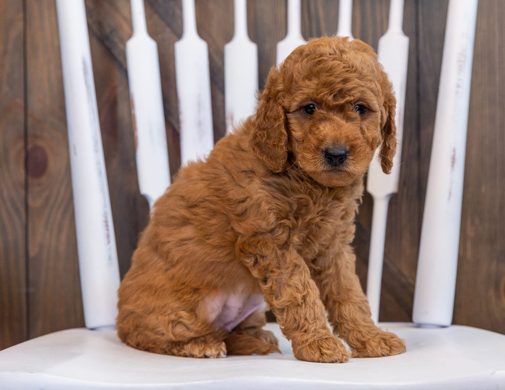 A picture of a Darcy, one of our  Goldendoodles puppies that went to their home in Colorado 
