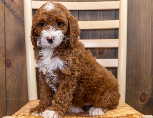 Jet came from Paisley and Houston's litter of Multigen Australian Goldendoodles