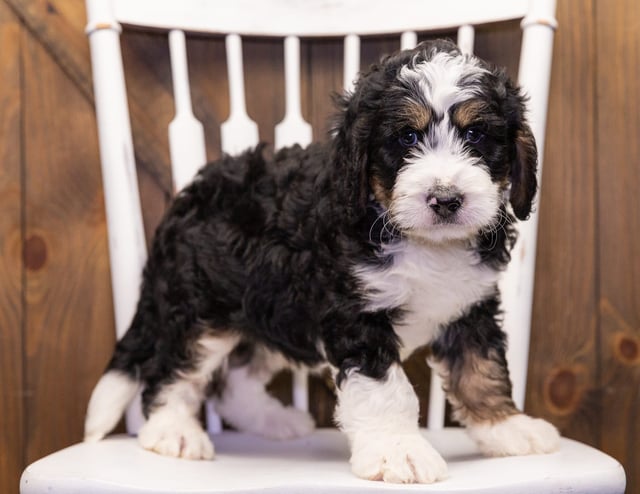 A picture of a Gizmo, one of our Standard Bernedoodles puppies that went to their home in Illinois
