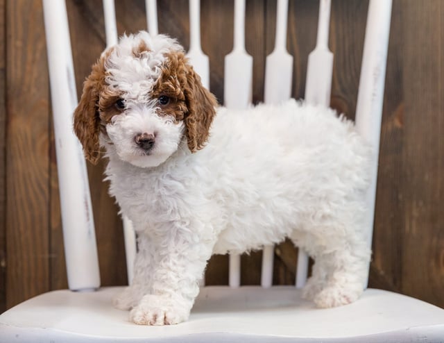 Bella is an F1B Goldendoodle that should have  and is currently living in Michigan