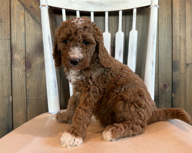 A picture of a Gigi, one of our Mini Goldendoodles puppies that went to their home in Georgia