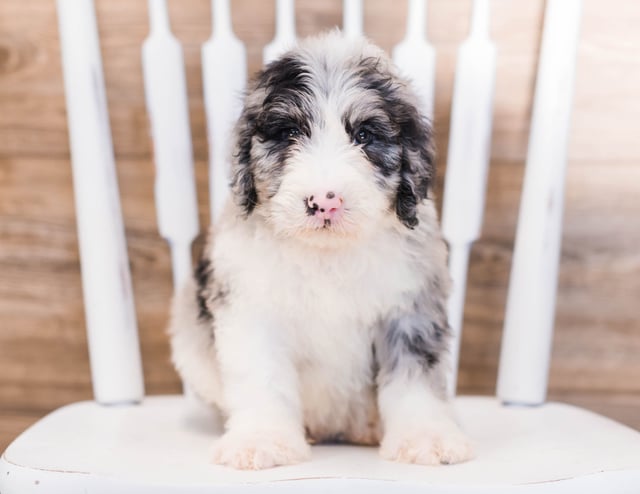 A picture of a Yang, one of our Standard Sheepadoodles puppies that went to their home in Iowa