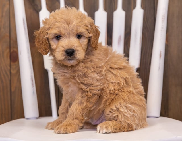 Rhett is an F1 Goldendoodle that should have  and is currently living in California