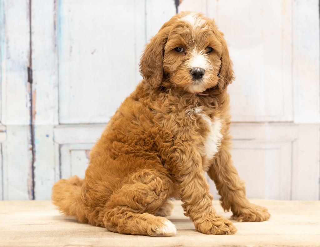A picture of a Wita, one of our Mini Goldendoodles puppies that went to their home in Nebraska