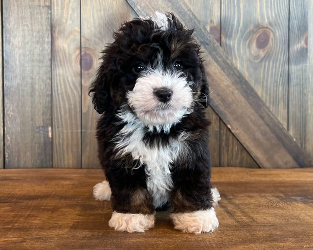 A picture of a Aaron, one of our Standard Bernedoodles puppies that went to their home in Minnesota