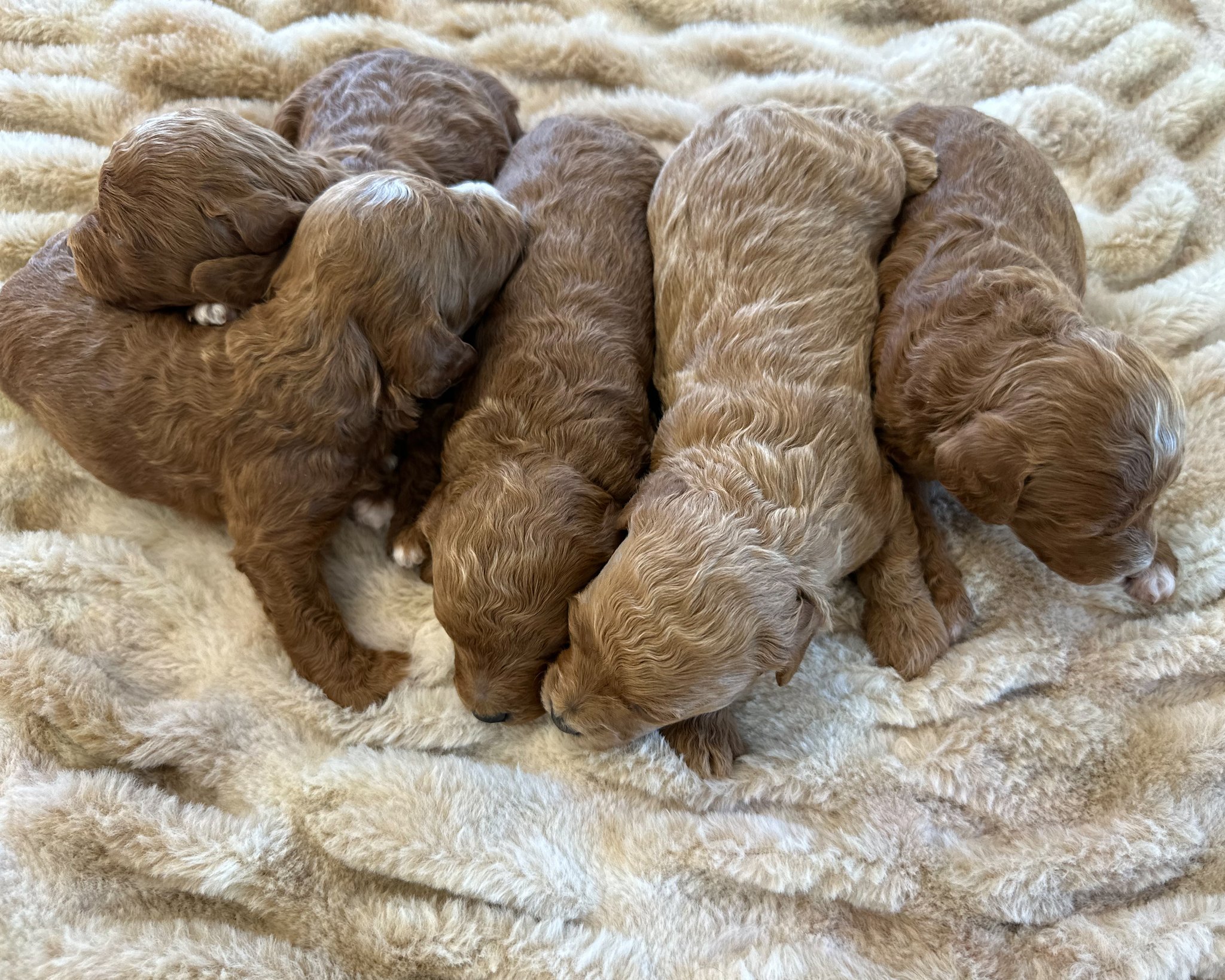 A litter of Petite Poodles raised in Iowa by Poodles 2 Doodles