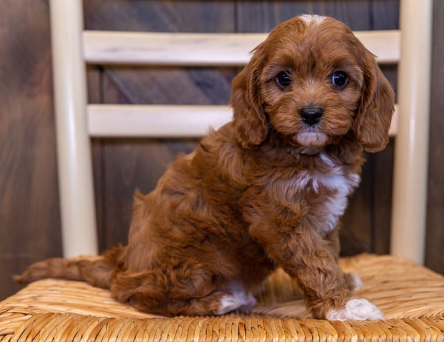 A picture of a Umay, one of our  Cavapoos puppies that went to their home in South Dakota