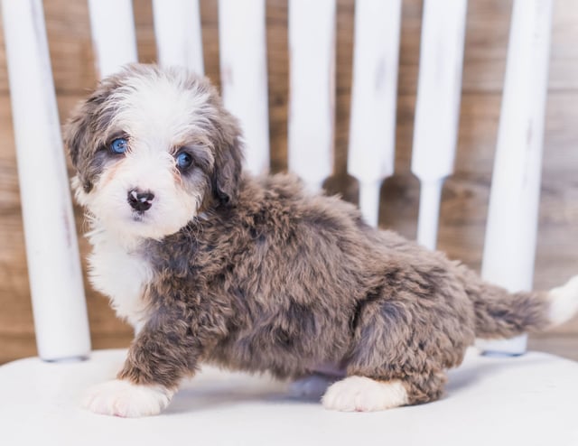 A picture of a Zuma, one of our Mini Bernedoodles puppies that went to their home in Georgia 