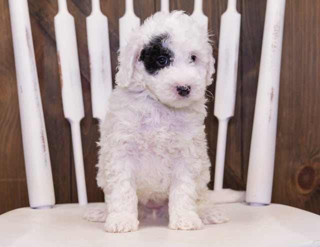 Sheepadoodles bred in in Iowa by Poodles 2 Doodles