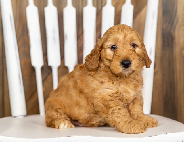 Pax came from Berkeley and Taylor's litter of F1B Goldendoodles