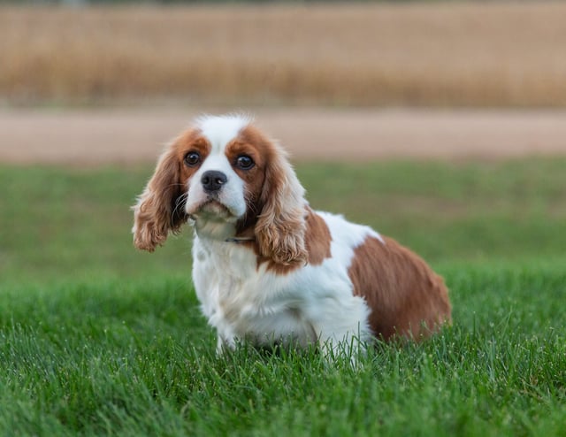 Lucy is an  King Charles Cavalier and a mother here at Poodles 2 Doodles - Best Sheepadoodle and Goldendoodle Breeder in Iowa