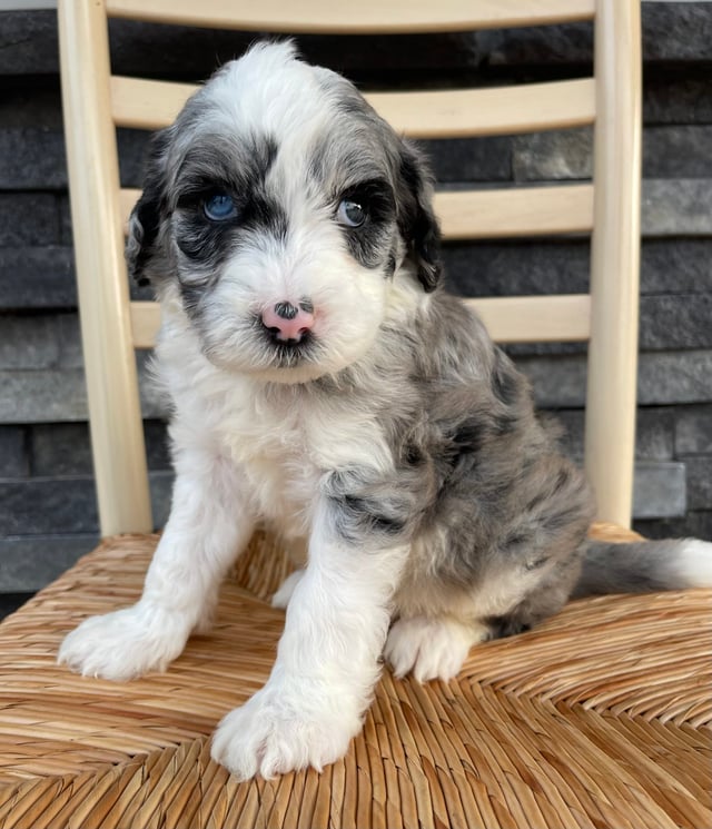 Blake is an F1 Sheepadoodle that should have  and is currently living in Iowa