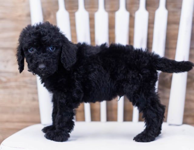 Acky came from Maci and Merlin's litter of F1B Goldendoodles