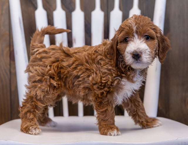 A picture of a Vandy, one of our Mini Irish Doodles puppies that went to their home in Virginia