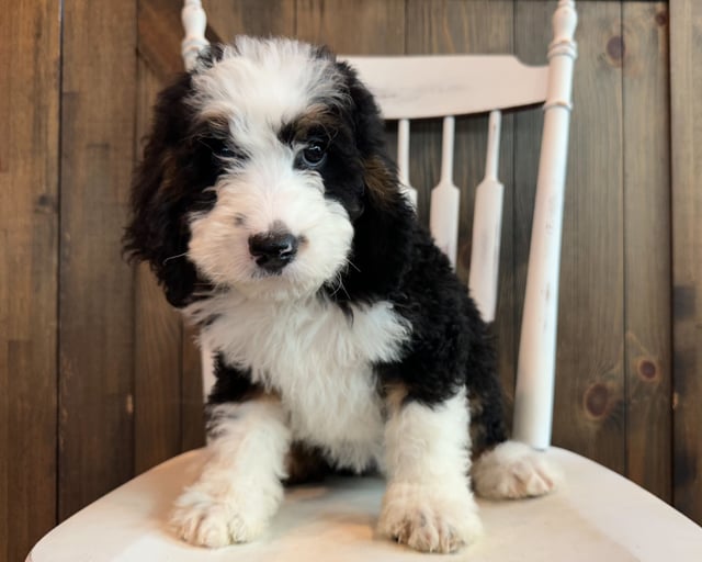 June is an F1 Bernedoodle that should have  and is currently living in Colorado