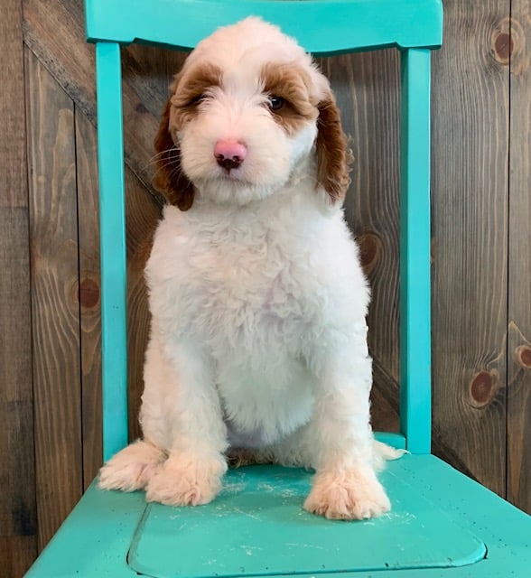 A picture of a Dory, one of our Mini Goldendoodles puppies that went to their home in Nebraska