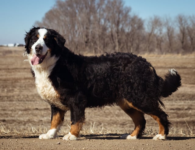 A picture of one of our Bernese Mountain Dog mother's, Percy.