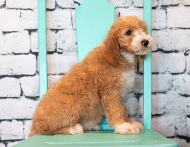 Another great picture of Banji, a Goldendoodles puppy
