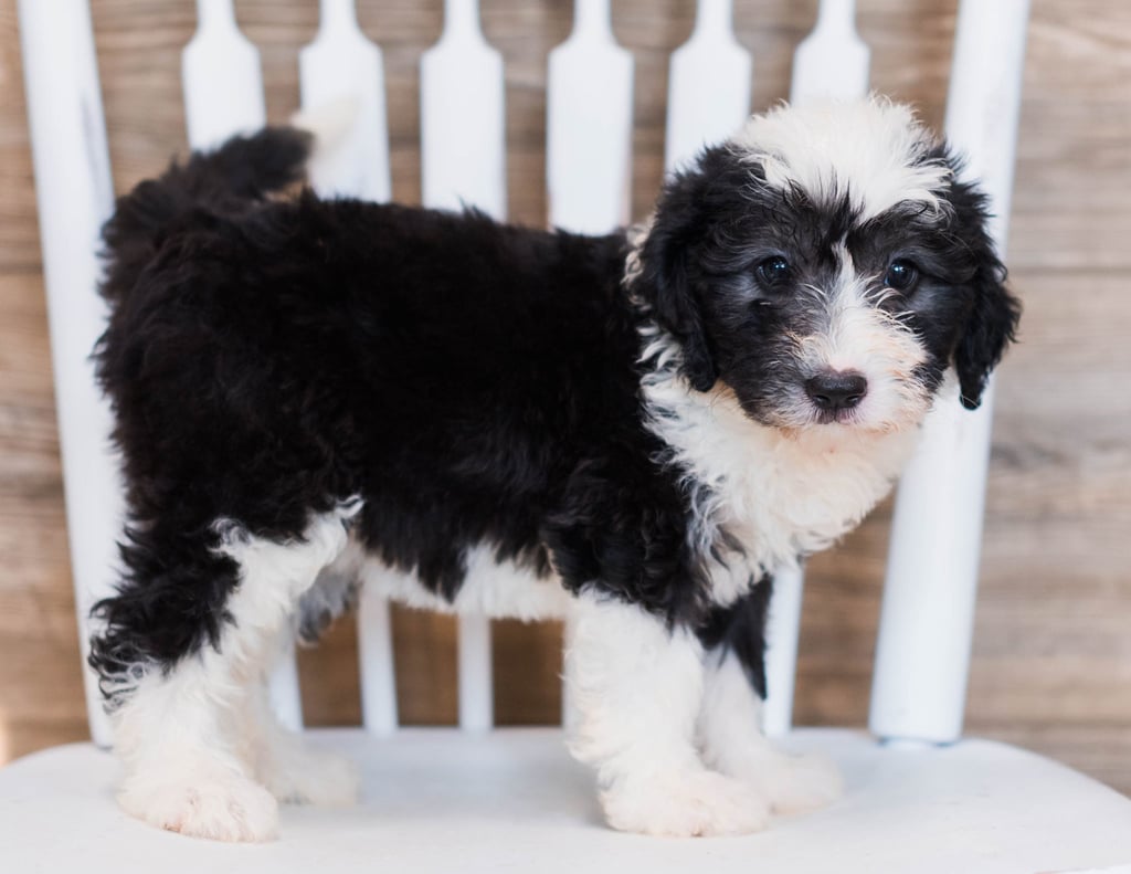 Cuddles is an F1 Sheepadoodle.