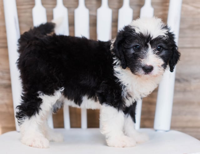 Cuddles came from Tuxxy and Indy's litter of F1 Sheepadoodles